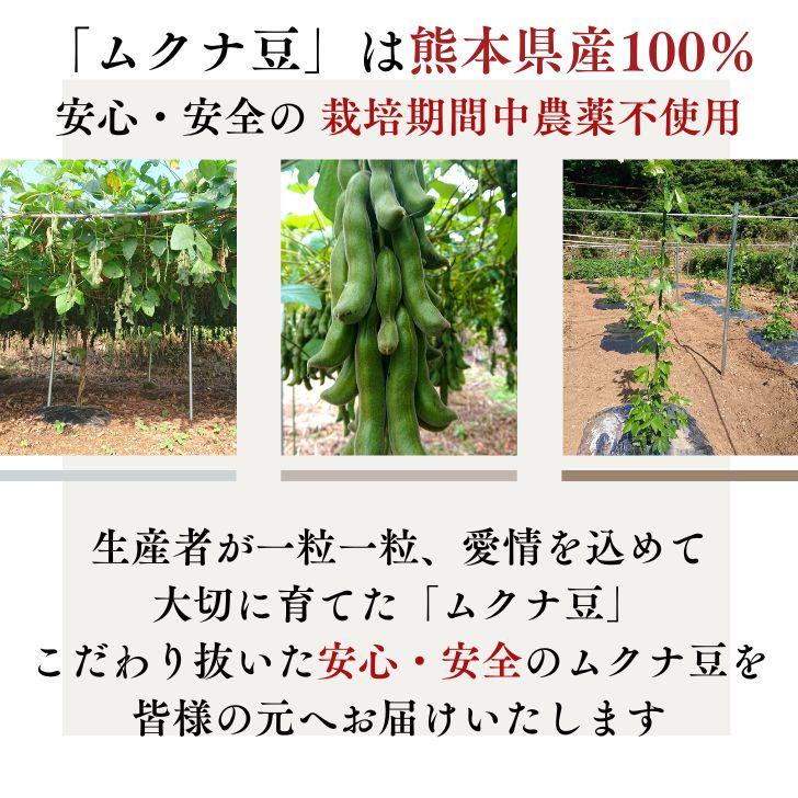 熊本産 乾燥 ムクナ豆 500g 【 送料無料 】 国産 栽培時農薬不使用