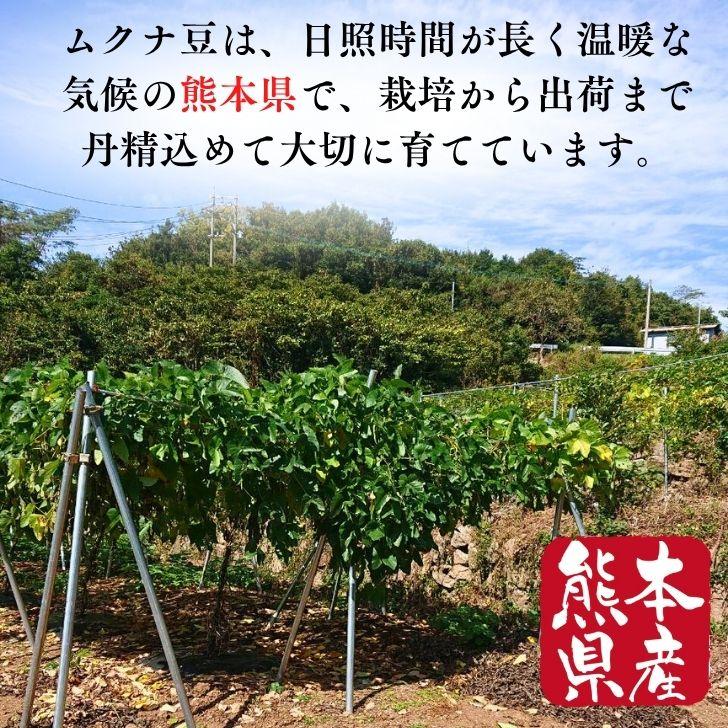 熊本産 乾燥 ムクナ豆 500g 【 送料無料 】 国産 栽培時農薬不使用
