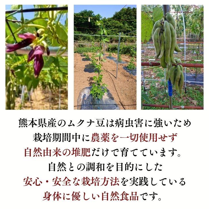 熊本産 乾燥 ムクナ豆 500g 【 送料無料 】 国産 栽培時農薬不使用
