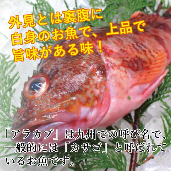 九十九島漁師のアラカブ カサゴ 干物 1尾 内食 お買い得 冷凍３ヶ月 同梱 お試し トクプラ 簡単調理 よか魚丸得 コロナ応援 Kako Himono 030 よか魚 Com 通販 Yahoo ショッピング