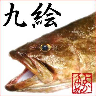 くえ 九絵 クエ 鍋 くえ（クエ）鍋　天然くえ