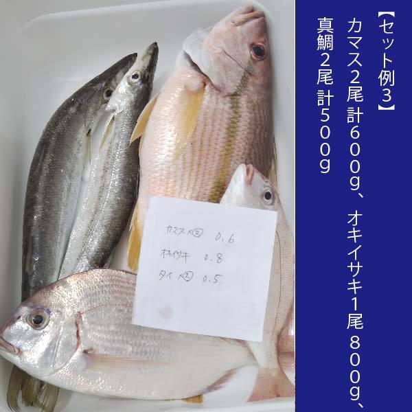 よか魚のお試し新鮮鮮魚セット 初回限定 鮮度抜群 おためし鮮魚 Ot1 よか魚 Com 通販 Yahoo ショッピング