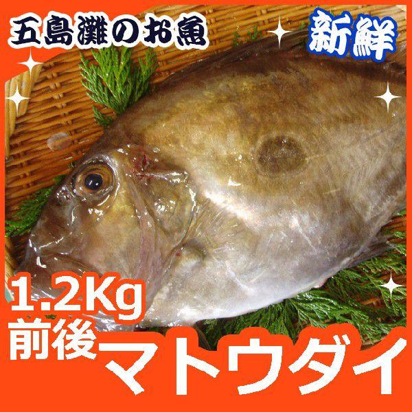 マトウダイ 1 2kg 30cm前後 1尾 新鮮だから 肝まで美味しい S103 よか魚 Com 通販 Yahoo ショッピング