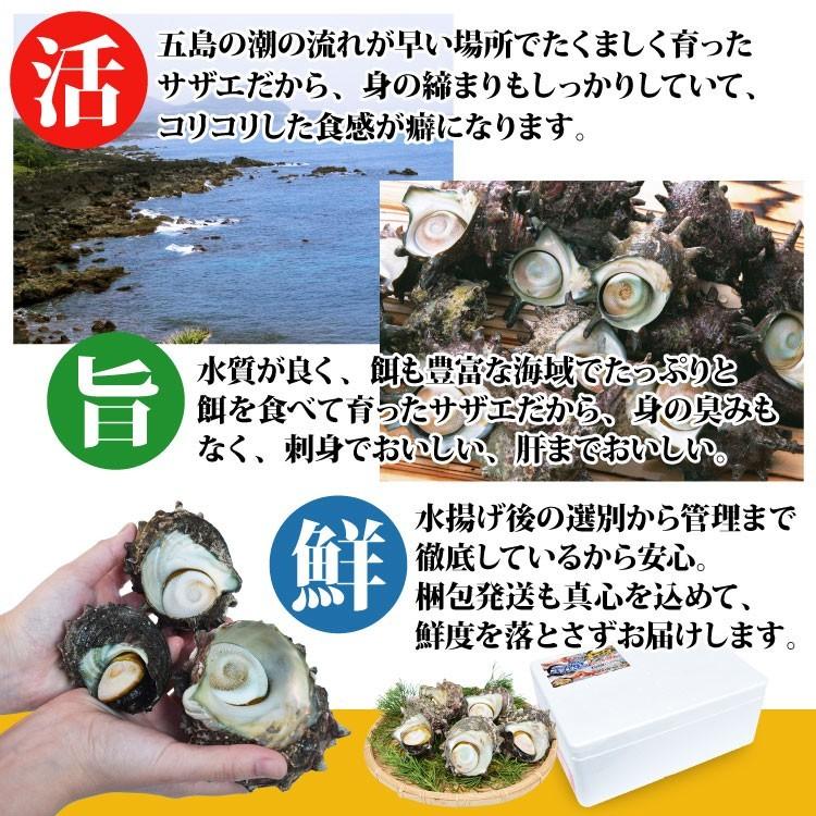 産直 天然サザエ 特大サイズ 計1 5kg 長崎産の質の高い活さざえ 天然モノをプロが厳選 送料無料 お祝い 贈答 Sazae3 よか魚 Com 通販 Yahoo ショッピング