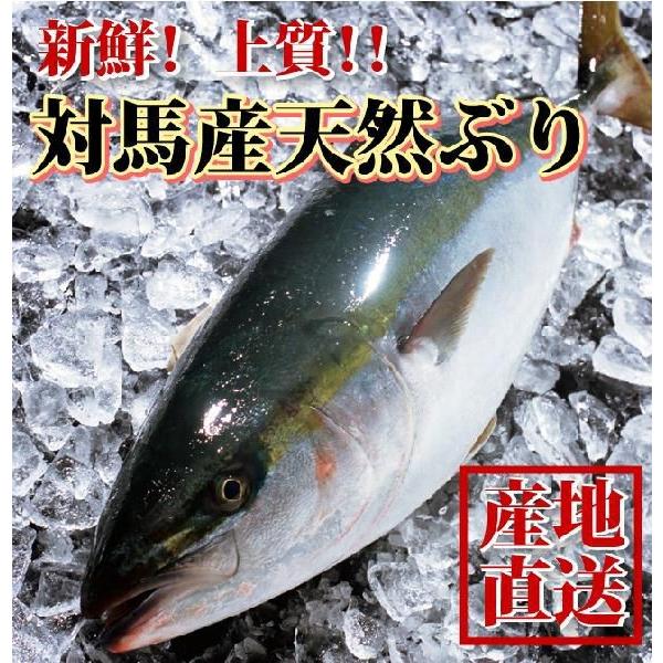 長崎産天然ブリ(寒ブリ) 5kg前後1本 天然ぶり 一本釣りの最高級品 送料無料 ギフト｜yokasakana