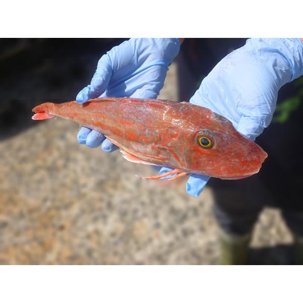 ホウボウ ほうぼう 計1kg 500g前後2尾 淡白な白身魚を刺身 塩焼き 煮つけで召し上がれ 九十九島鮮魚 Sengyo Houbou よか魚 Com 通販 Yahoo ショッピング