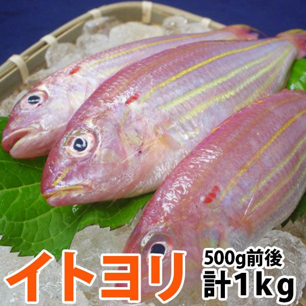イトヨリ(いとより) 計1.0kg前後(300〜500g前後サイズ) 五島灘で獲れた上品な味わいのイトヨリダイ 九十九島鮮魚 : よか魚.com - 通販 - Yahoo!ショッピング