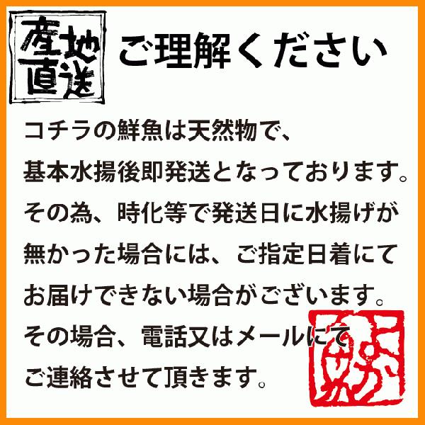 イトヨリ いとより 計1 0kg前後 300 500g前後サイズ 五島灘で獲れた上品な味わいのイトヨリダイ 九十九島鮮魚 Sengyo Itoyori よか魚 Com 通販 Yahoo ショッピング