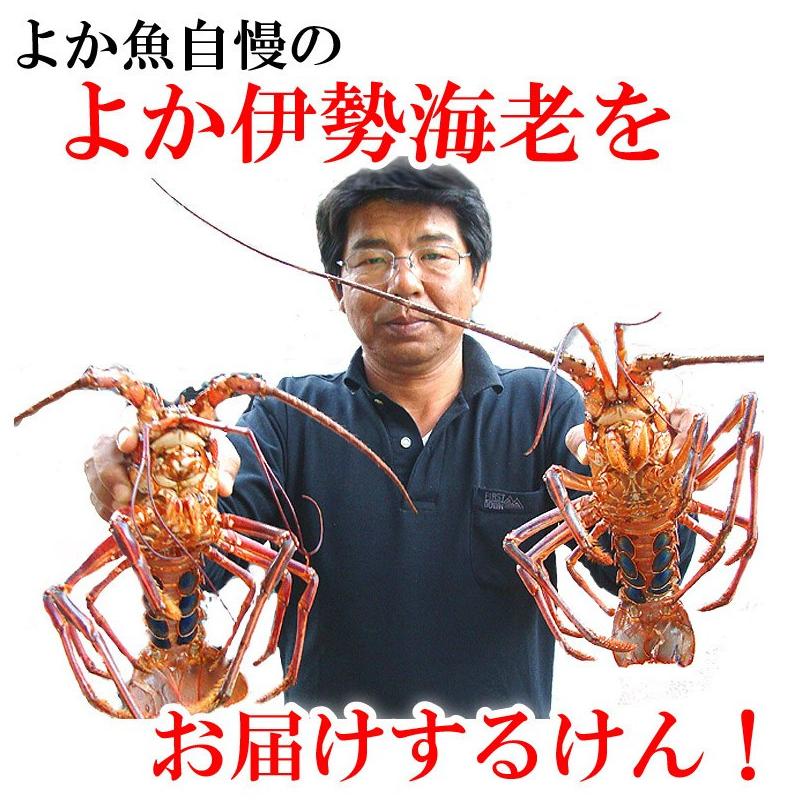 産直 長崎産天然活伊勢海老 大サイズ 600g前後1尾 (約30cm