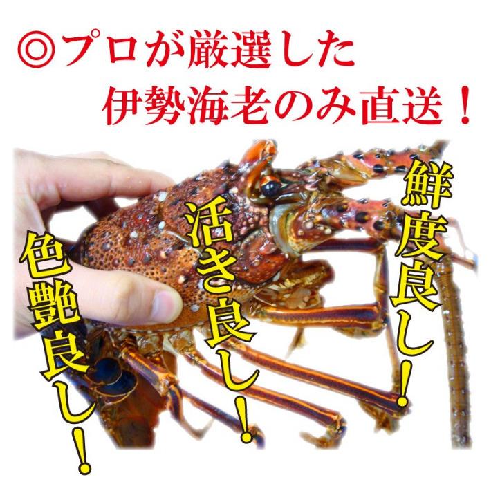 年内・年始お届け受付終了】産直 長崎産天然活伊勢海老 特大