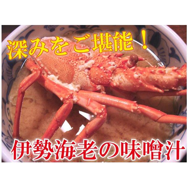 りきちゃん　　伊勢海老網 産直 長崎産天然活伊勢海老 大サイズ 600g前後2尾 (1尾約30cm
