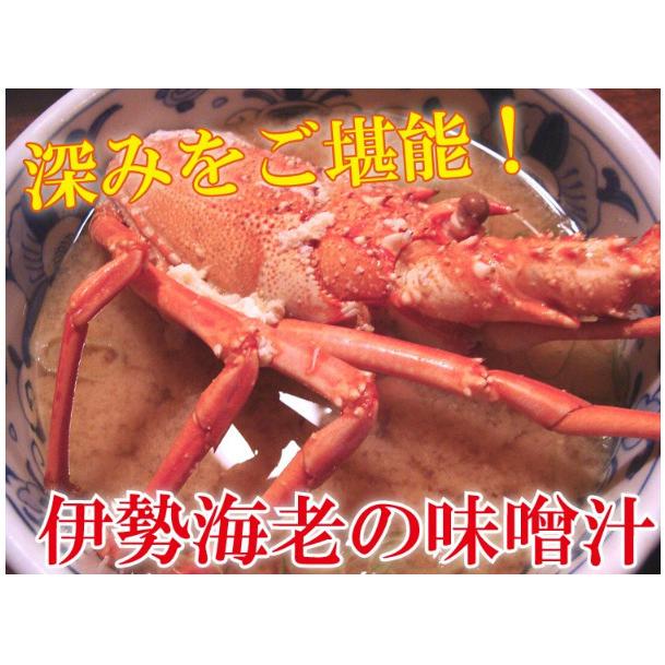 産直 長崎産天然活伊勢海老 大サイズ 600g前後2尾　(1尾約30cm) 送料無料 お祝い 贈答用｜yokasakana｜09