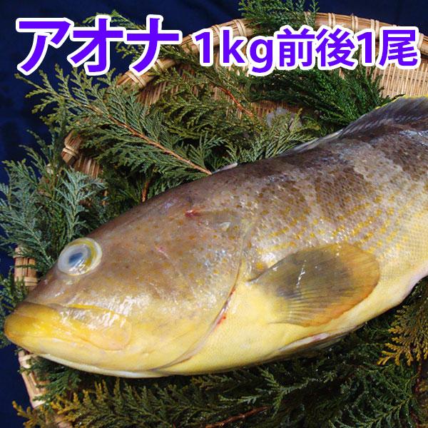 天然鮮魚アオハタ（アオナ） 1kg前後1尾 刺身はもちろん、しゃぶしゃぶも絶品 九十九島鮮魚 :syun303:よか魚.com - 通販