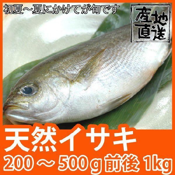 天然鮮魚イサキ 計1kg(1尾200〜500ｇ) 鮮度抜群の天然伊佐木は刺身・焼き物に最高 九十九島鮮魚｜yokasakana