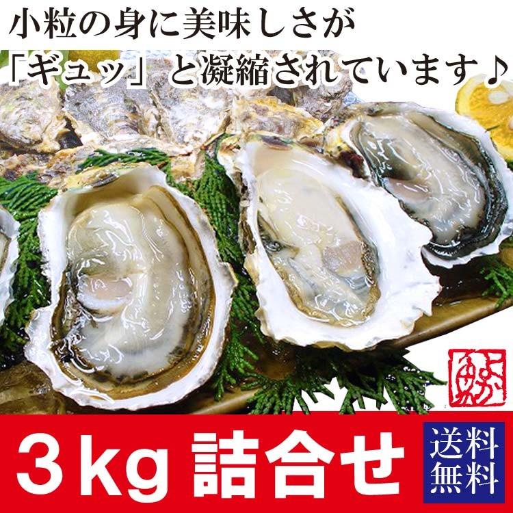 【24年12月1日よりお届け開始予定】高島一年若牡蠣（殻付き）計3kg(30個前後) もちろん生食OK！真牡蠣 九十九島かき 牡蠣 殻付き 生食 生牡蠣｜yokasakana｜02