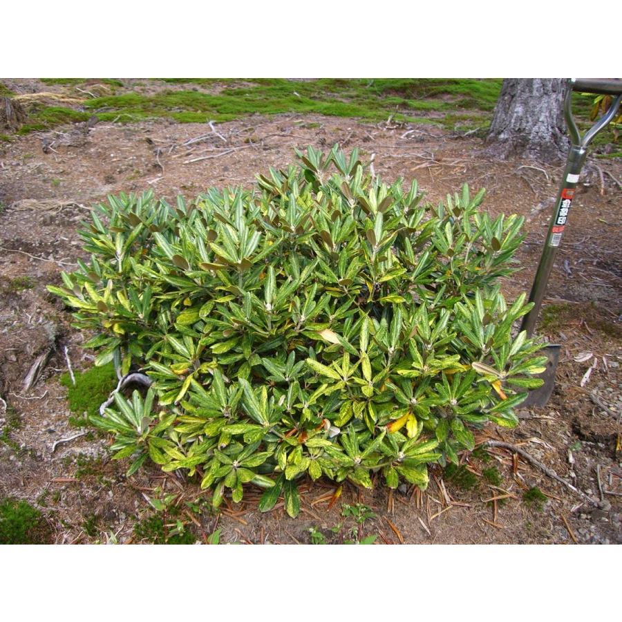 斑入り和シャク　【霊峰】　シャクナゲ