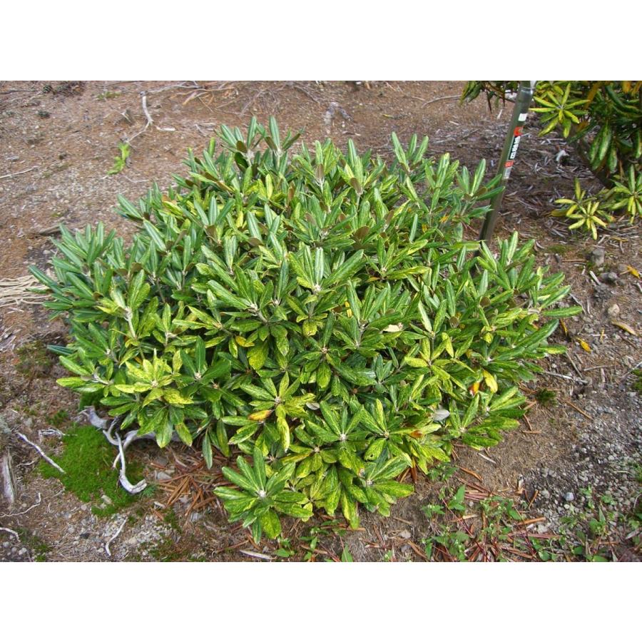 匿名配送 斑入り和シャク　【霊峰】　シャクナゲ 【OC6393685840】(23322円)