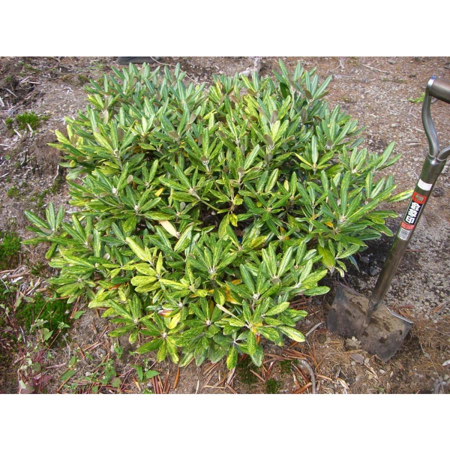 匿名配送 斑入り和シャク　【霊峰】　シャクナゲ 【OC6393685840】(23322円)