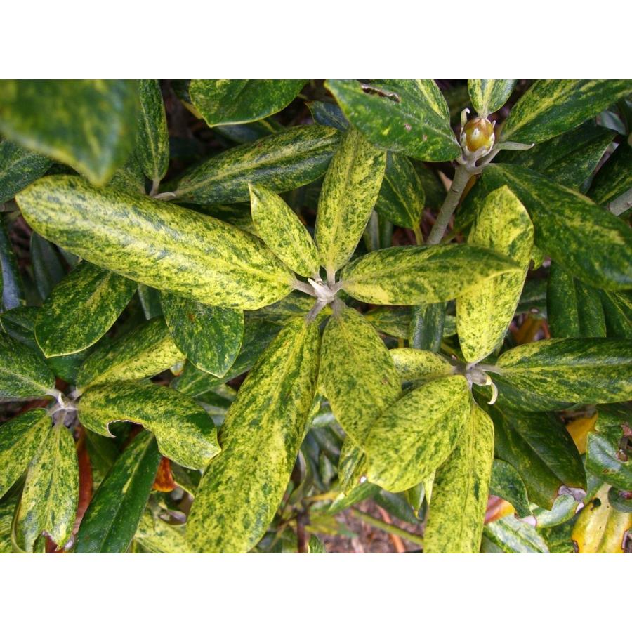 匿名配送 斑入り和シャク　【霊峰】　シャクナゲ 【OC6393685840】(23322円)