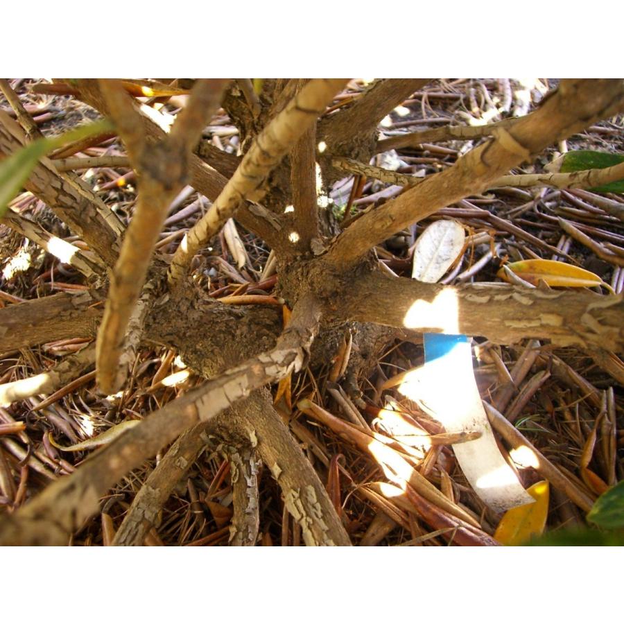 匿名配送 斑入り和シャク　【霊峰】　シャクナゲ 【OC6393685840】(23322円)