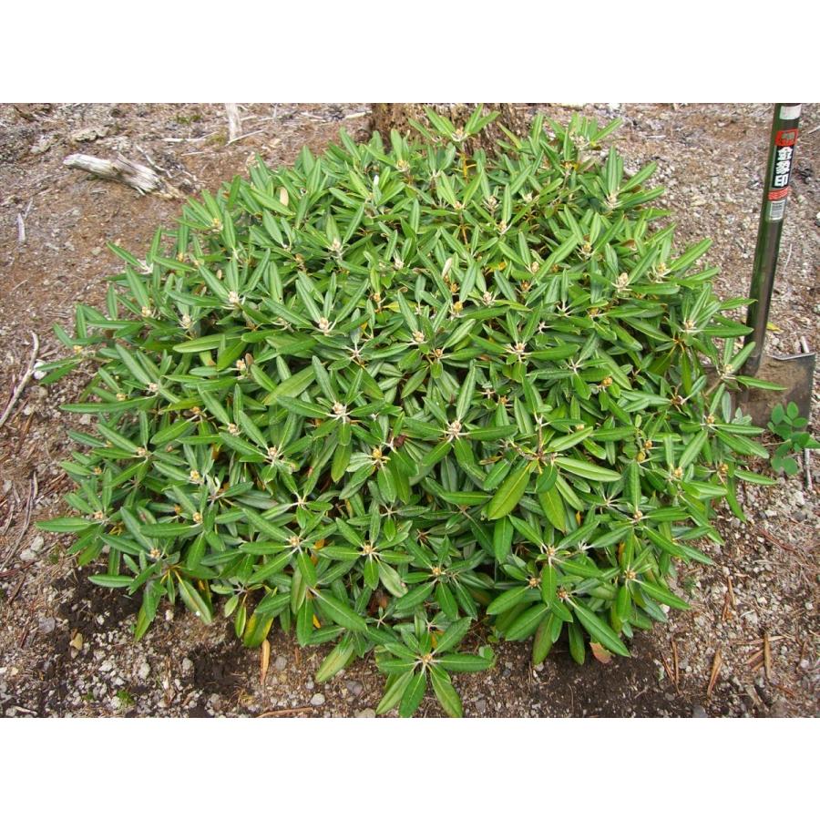 アズマシャクナゲ　【一寸法師】　極小葉