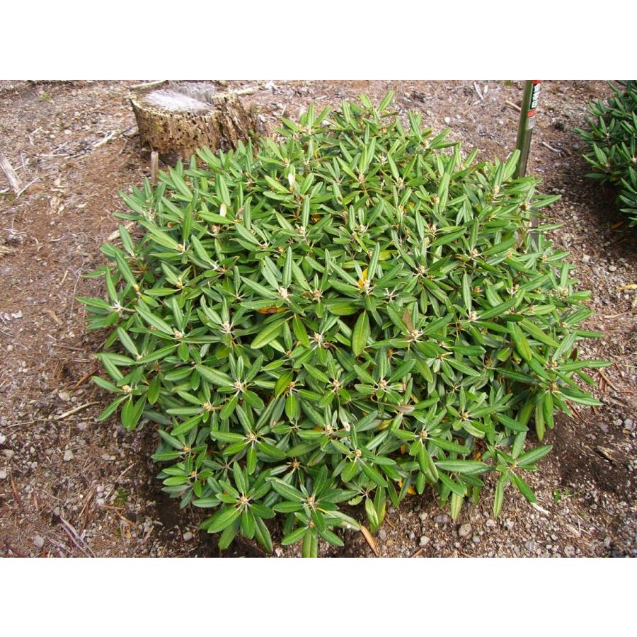 動作確認 アズマシャクナゲ　【一寸法師】　極小葉 【NA8197028395】(29900円)