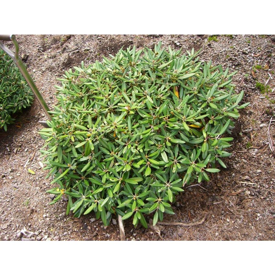 動作確認 アズマシャクナゲ　【一寸法師】　極小葉 【NA8197028395】(29900円)