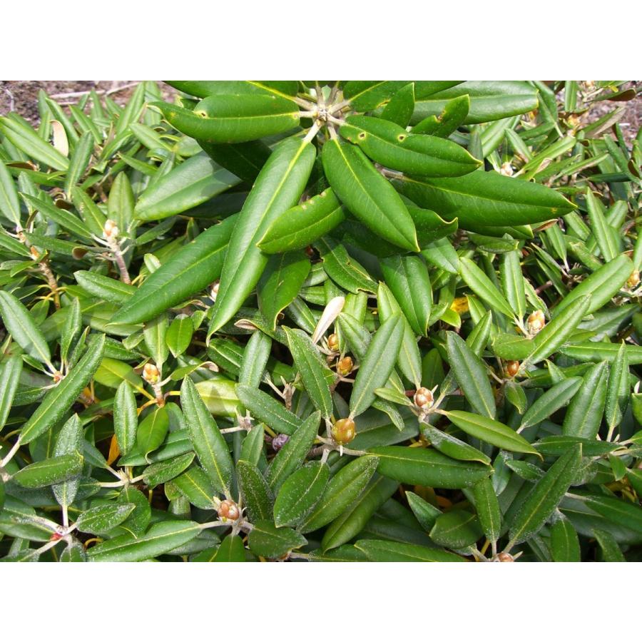 動作確認 アズマシャクナゲ　【一寸法師】　極小葉 【NA8197028395】(29900円)