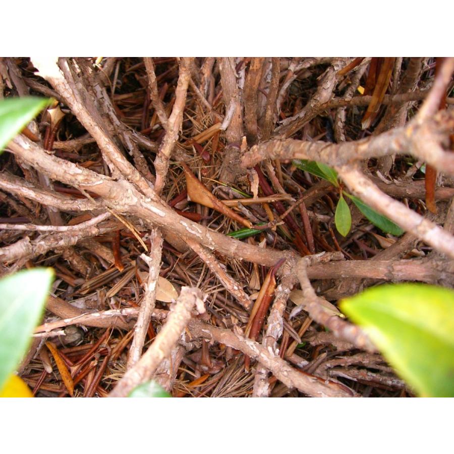 動作確認 アズマシャクナゲ　【一寸法師】　極小葉 【NA8197028395】(29900円)