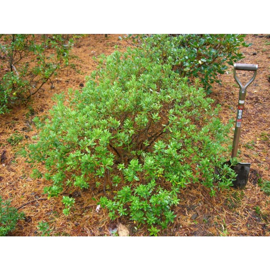 希少　シャクナゲ　R.hippophaeoides　特大株(50898円)
