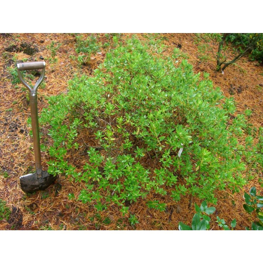 本日価格！！ 希少　シャクナゲ　R.hippophaeoides　特大株 【MYK1395358482】(50898円)