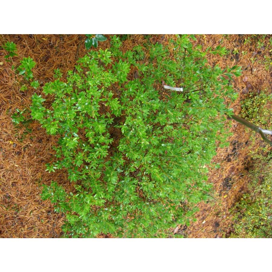 本日価格！！ 希少　シャクナゲ　R.hippophaeoides　特大株 【MYK1395358482】(50898円)