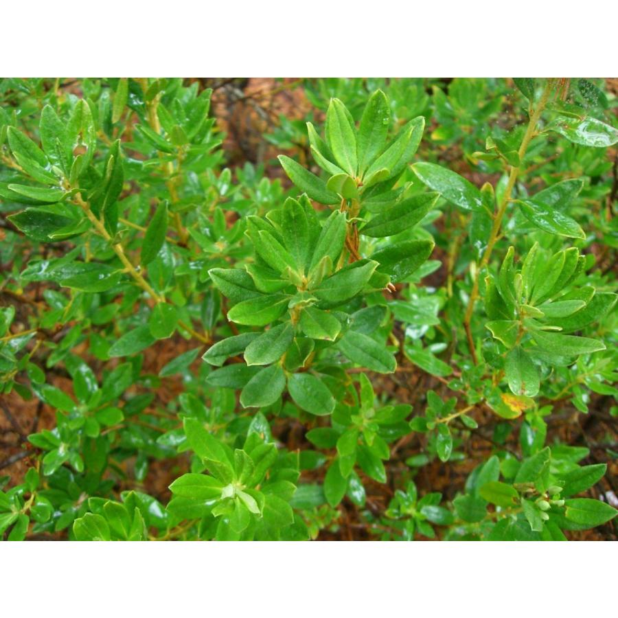 本日価格！！ 希少　シャクナゲ　R.hippophaeoides　特大株 【MYK1395358482】(50898円)