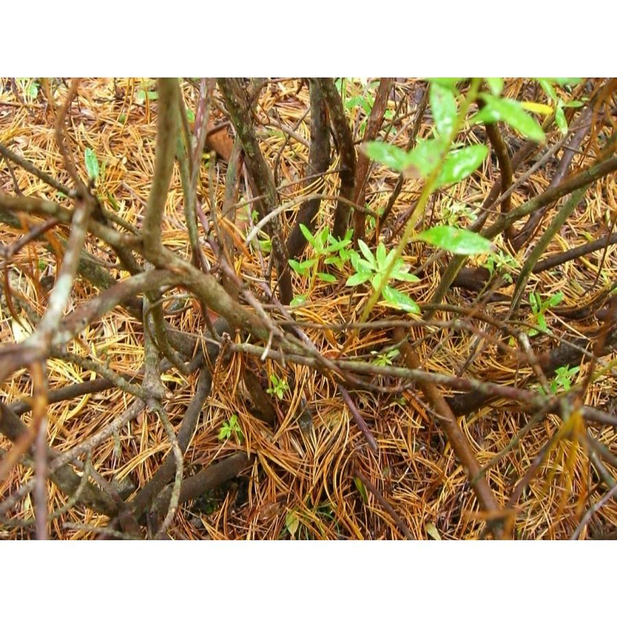 本日価格！！ 希少　シャクナゲ　R.hippophaeoides　特大株 【MYK1395358482】(50898円)