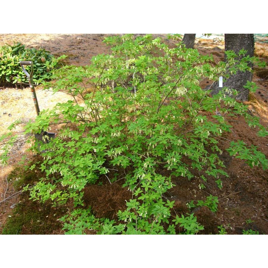 海外品 希少・ウスギヨウラクツツジ　超特大株 【LWH2985470466】(108900円)