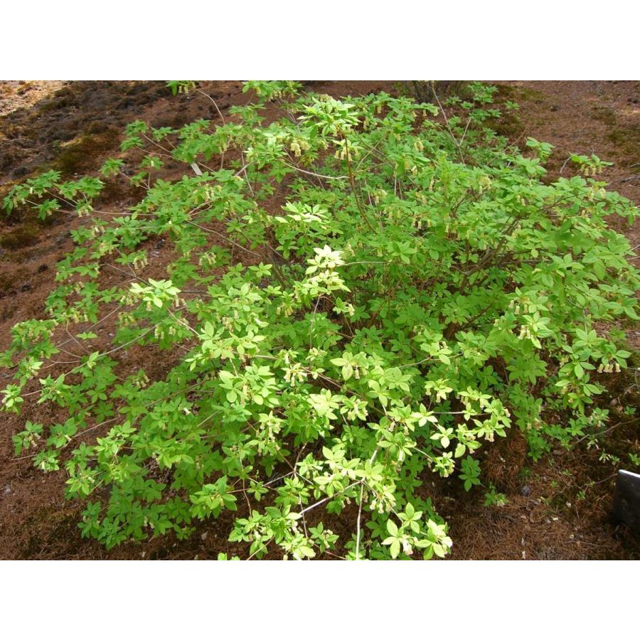 海外品 希少・ウスギヨウラクツツジ　超特大株 【LWH2985470466】(108900円)