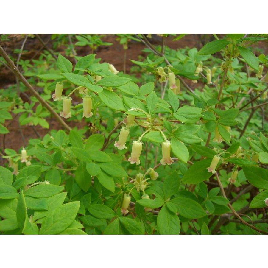 海外品 希少・ウスギヨウラクツツジ　超特大株 【LWH2985470466】(108900円)