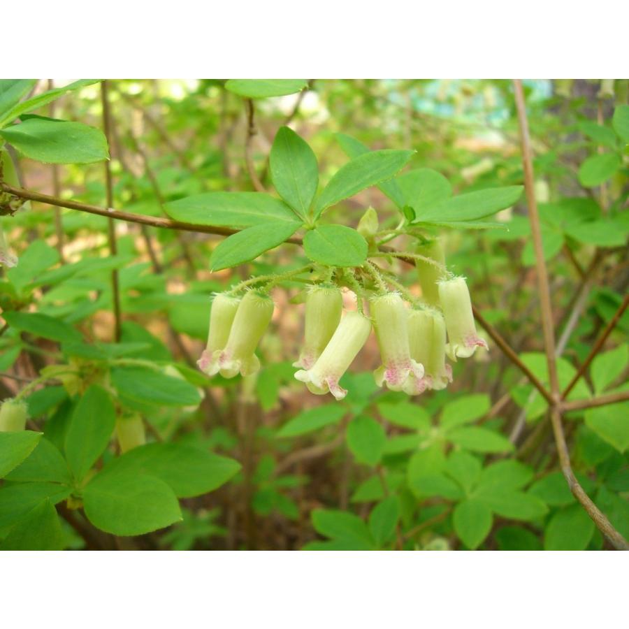 海外品 希少・ウスギヨウラクツツジ　超特大株 【LWH2985470466】(108900円)