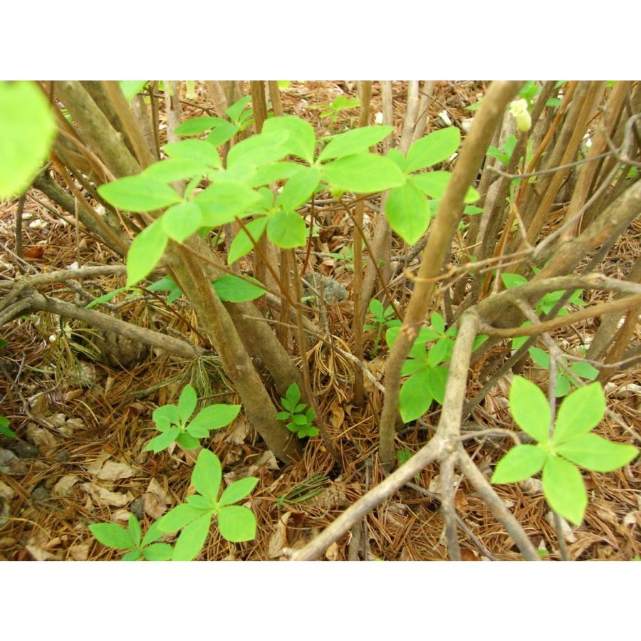 海外品 希少・ウスギヨウラクツツジ　超特大株 【LWH2985470466】(108900円)