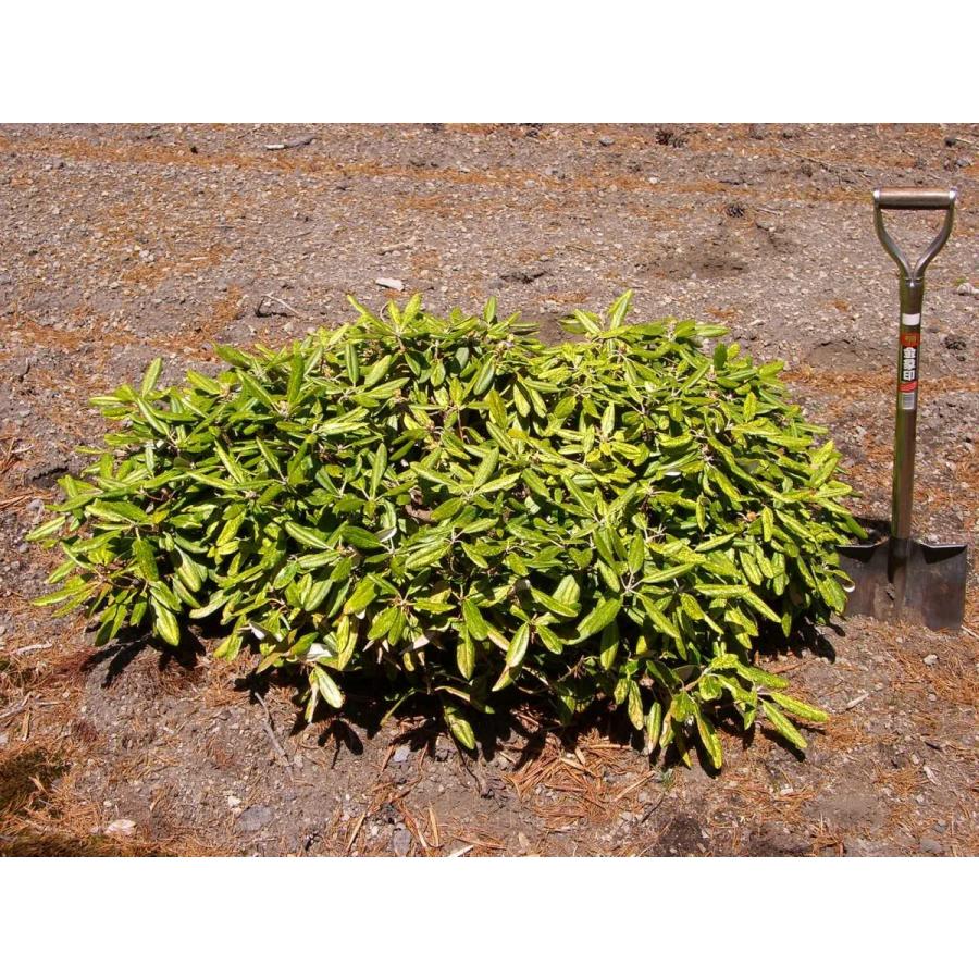 斑入り和シャク　【多宝山】　大株