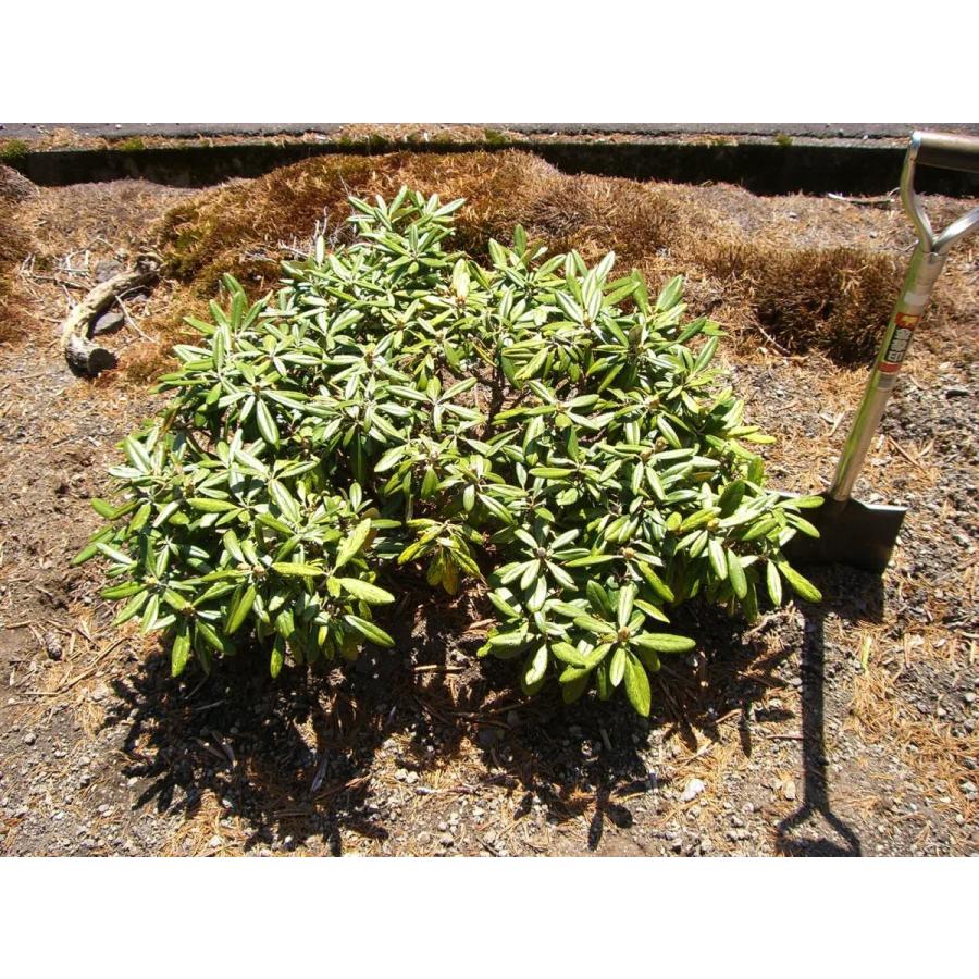 ⭐公式品⭐ 斑入り和シャク　【多宝山】　大株 【KU8197019425】(29900円)