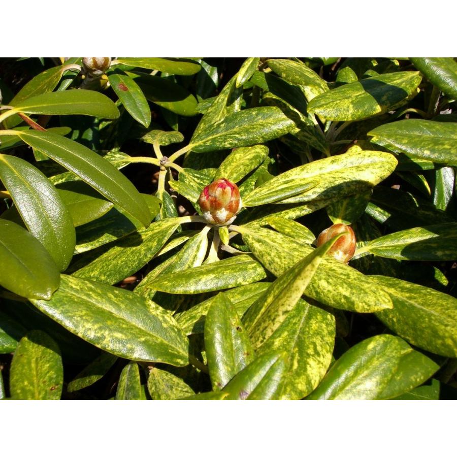 ⭐公式品⭐ 斑入り和シャク　【多宝山】　大株 【KU8197019425】(29900円)