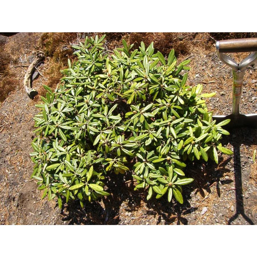 ⭐公式品⭐ 斑入り和シャク　【多宝山】　大株 【KU8197019425】(29900円)