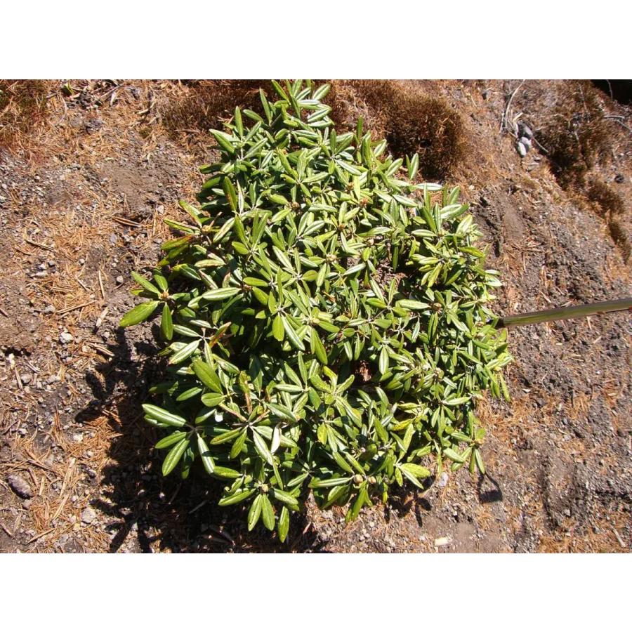 ⭐公式品⭐ 斑入り和シャク　【多宝山】　大株 【KU8197019425】(29900円)