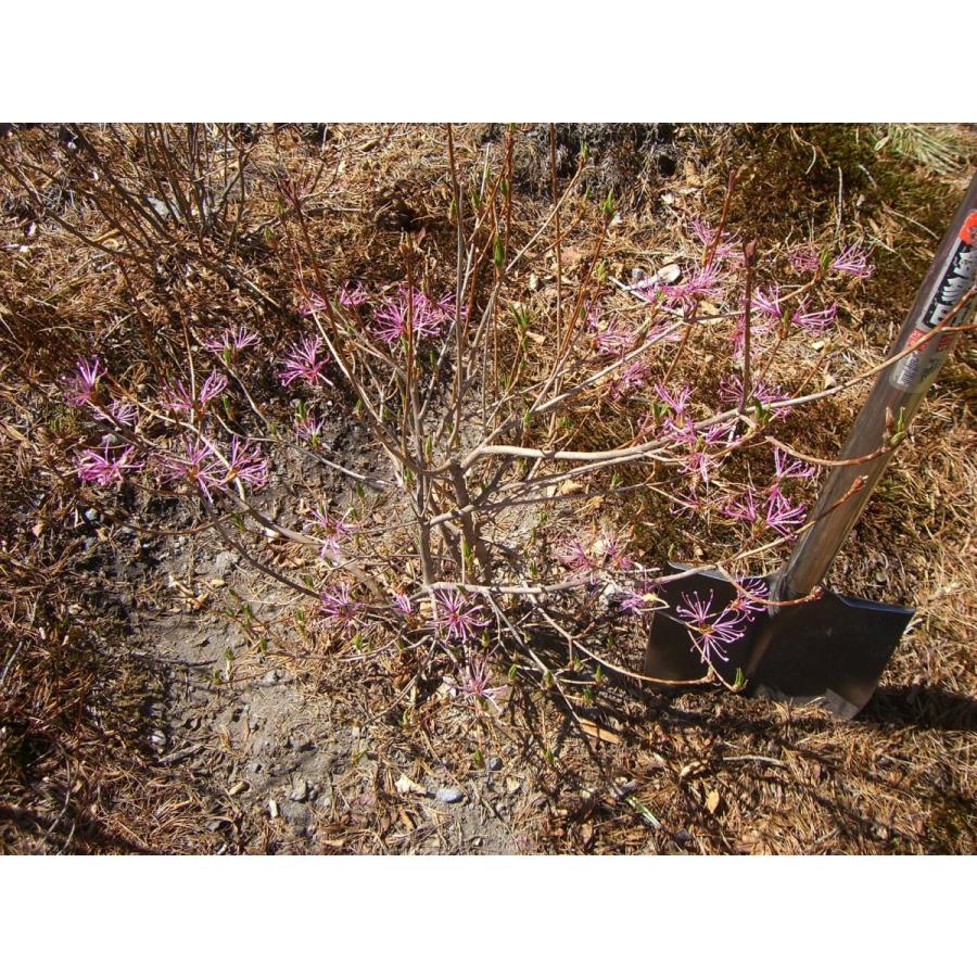 新しいコレクション シベ咲き トウゴクミツバツツジ 1107 横の植木屋さん 通販 Yahoo ショッピング 超美品 Jeannesauve Org