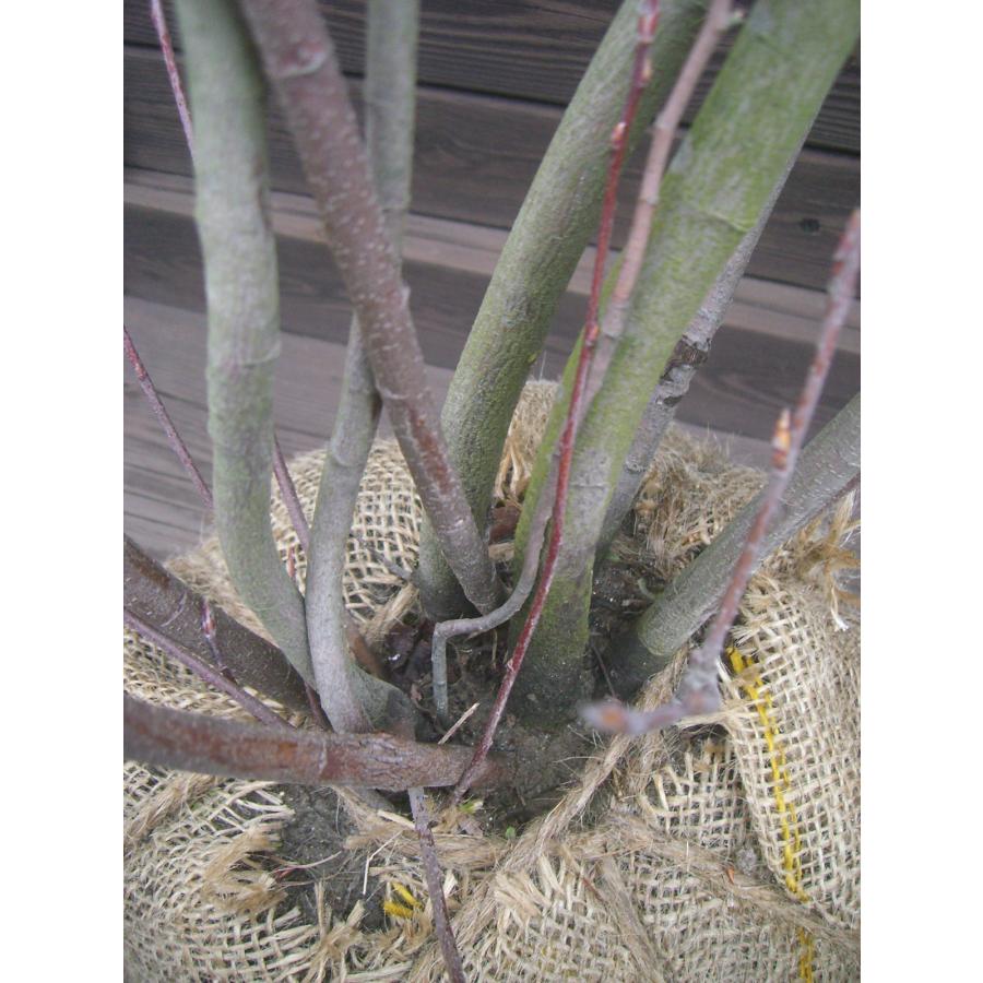 シマトネリコ⁄大株立ち【現品発送】管理70694 植木・庭木