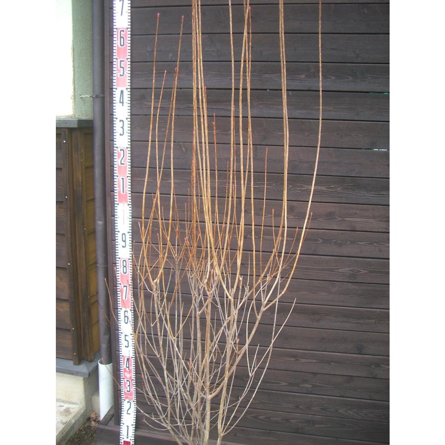 シマトネリコ/大株立ち【現品発送】管理70734 シマトネリコ⁄大株立ち【現品発送】管理70734 シマトネリコ・大株⁄株