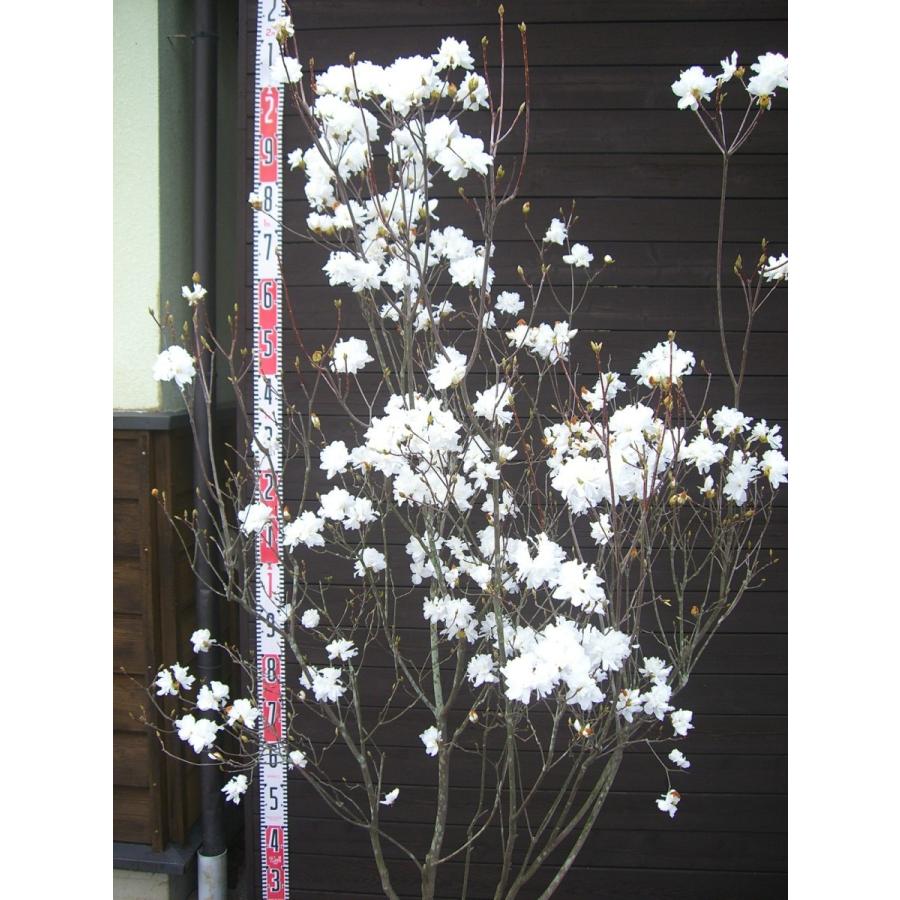 ミツバツツジ 【白花・万重咲き】 特大株 :11342:横の植木屋さん ミツバツツジ 【白花・万重咲き】 特大株 :11342:横の植木屋さん
