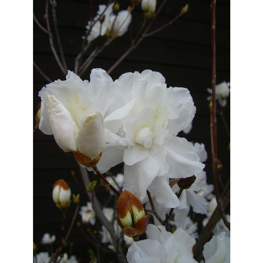 ミツバツツジ 【白花・万重咲き】 特大株 :11342:横の植木屋さん ミツバツツジ 【白花・万重咲き】 特大株 :11342:横の植木屋さん