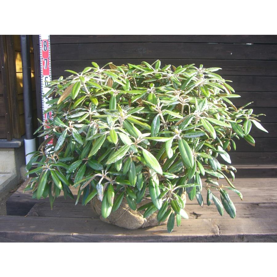 ヤクシマシャクナゲ 大株 横の植木屋さん 通販 Yahoo ショッピング